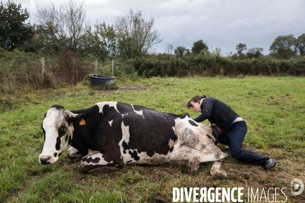Ostéopathie animale
