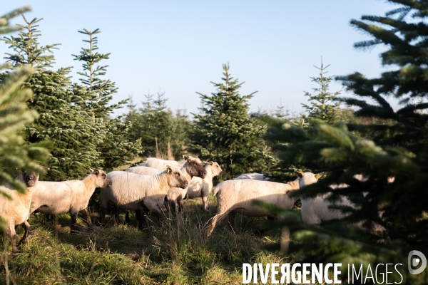 Sapinière bio en Vendée