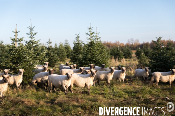 Sapinière bio en Vendée