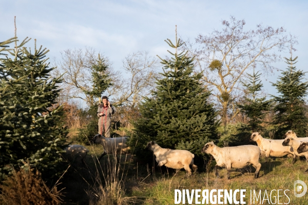 Sapinière bio en Vendée