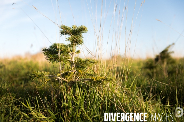 Sapinière bio en Vendée