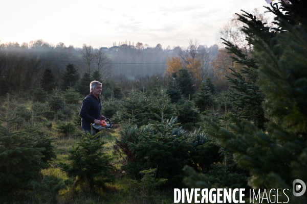 Sapinière bio en Vendée