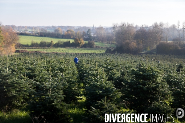 Sapinière bio en Vendée