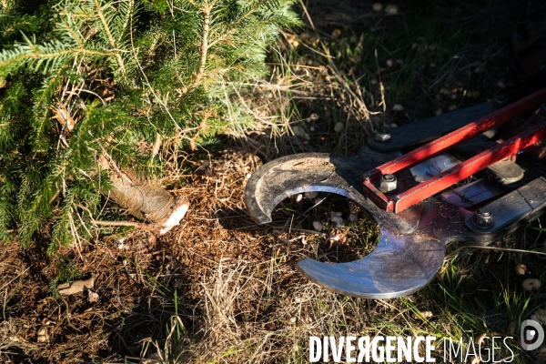 Sapinière bio en Vendée