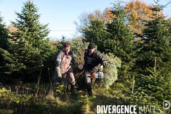 Sapinière bio en Vendée