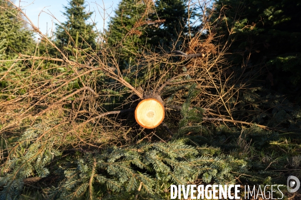 Sapinière bio en Vendée