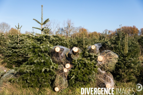 Sapinière bio en Vendée