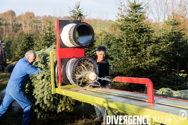 Sapinière bio en Vendée