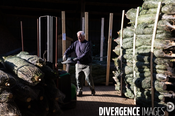 Sapinière bio en Vendée