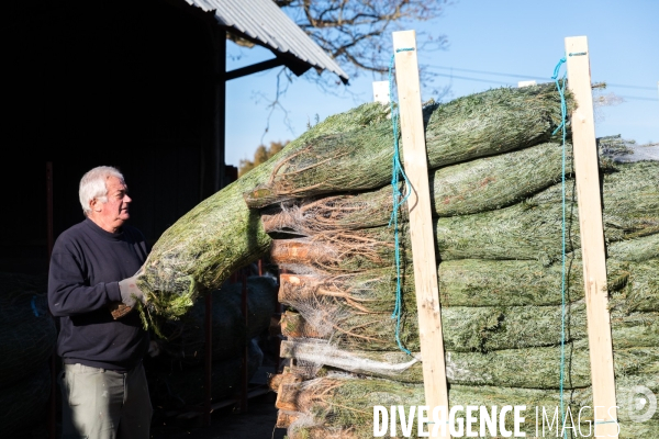 Sapinière bio en Vendée