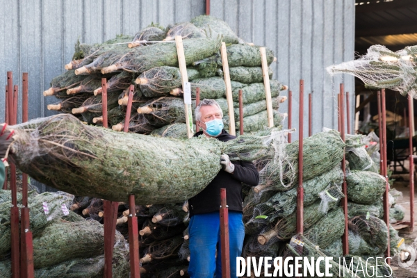 Sapinière bio en Vendée