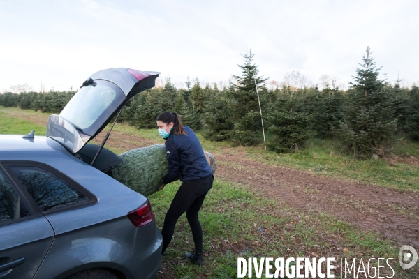 Sapinière bio en Vendée