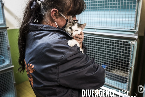 Refuge SPA dans les Yvelines.