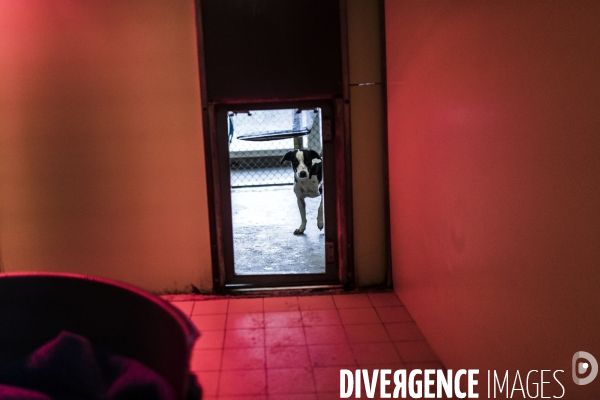 Refuge SPA dans les Yvelines.
