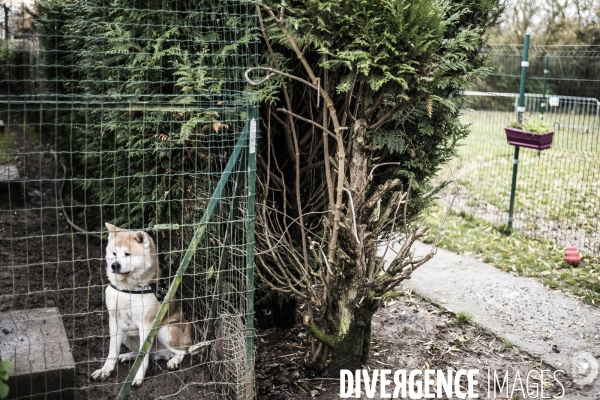 Refuge SPA dans les Yvelines.