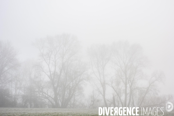 Paysages du bord Loire dans le brouillard