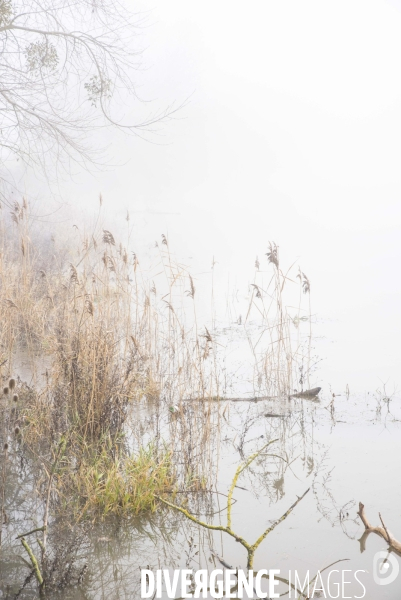 Paysages du bord Loire dans le brouillard