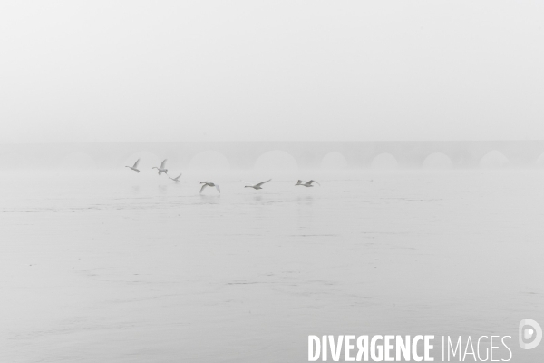 Paysages du bord Loire dans le brouillard