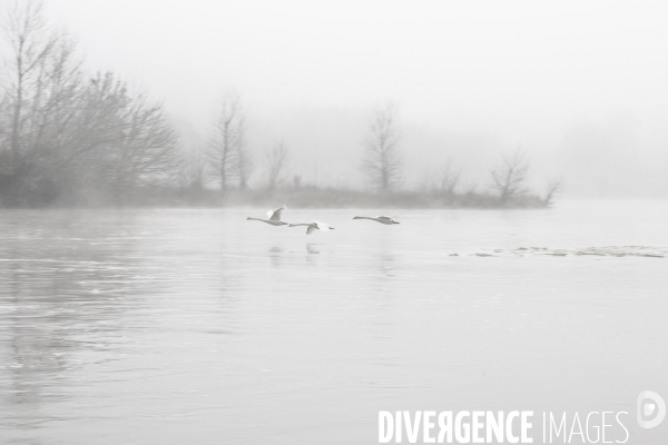 Paysages du bord Loire dans le brouillard