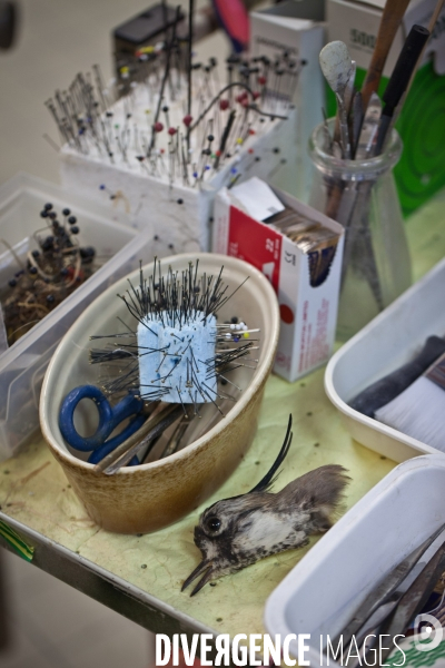 Ateiers de taxidermie du muséum d histoire naturelle à Paris