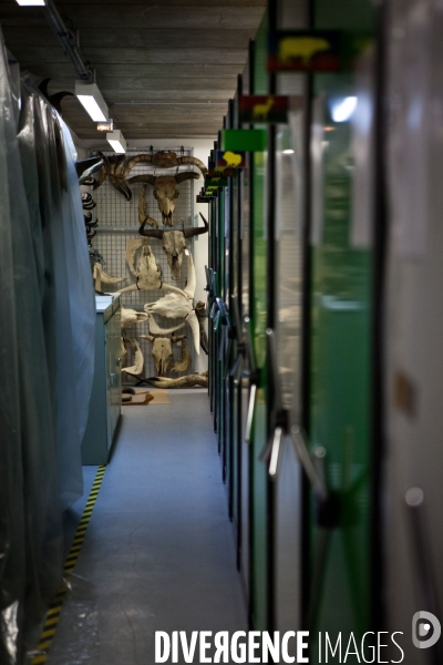 Ateiers de taxidermie du muséum d histoire naturelle à Paris