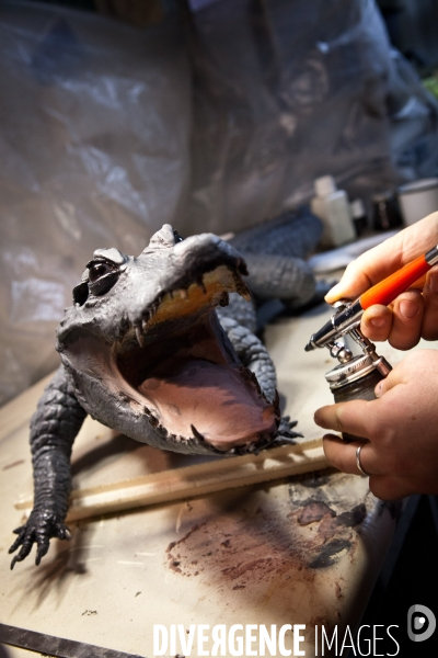 Ateiers de taxidermie du muséum d histoire naturelle à Paris