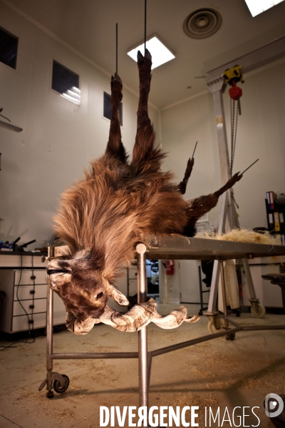 Ateiers de taxidermie du muséum d histoire naturelle à Paris