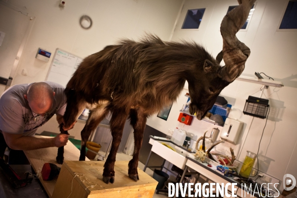 Ateiers de taxidermie du muséum d histoire naturelle à Paris