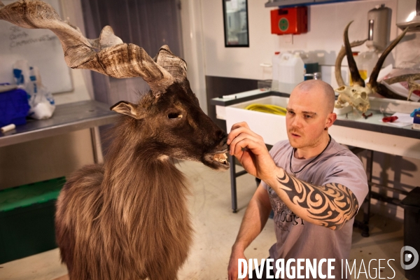 Ateiers de taxidermie du muséum d histoire naturelle à Paris