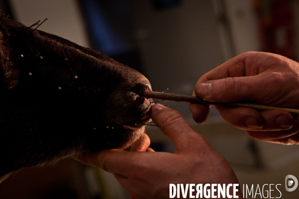 Ateiers de taxidermie du muséum d histoire naturelle à Paris