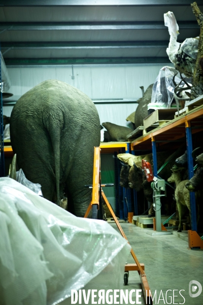 Ateiers de taxidermie du muséum d histoire naturelle à Paris