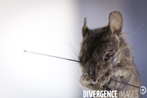 Ateiers de taxidermie du muséum d histoire naturelle à Paris