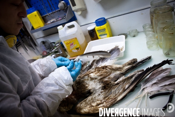 Ateiers de taxidermie du muséum d histoire naturelle à Paris