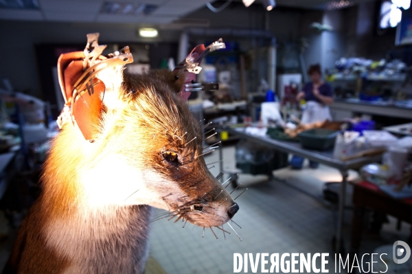 Ateiers de taxidermie du muséum d histoire naturelle à Paris