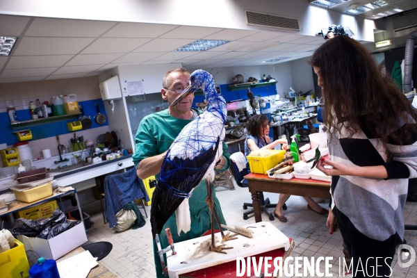 Ateiers de taxidermie du muséum d histoire naturelle à Paris