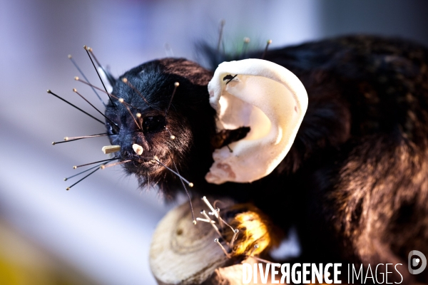 Ateiers de taxidermie du muséum d histoire naturelle à Paris