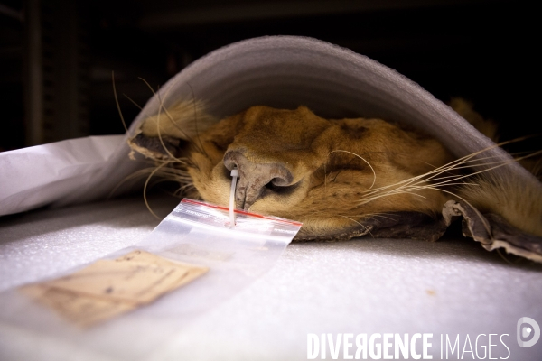 Ateiers de taxidermie du muséum d histoire naturelle à Paris