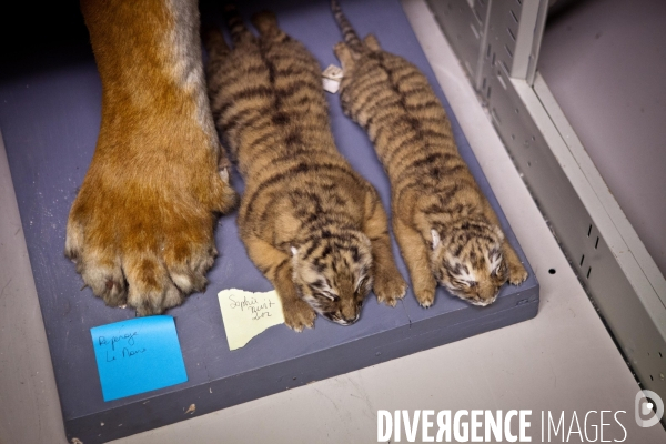 Ateiers de taxidermie du muséum d histoire naturelle à Paris