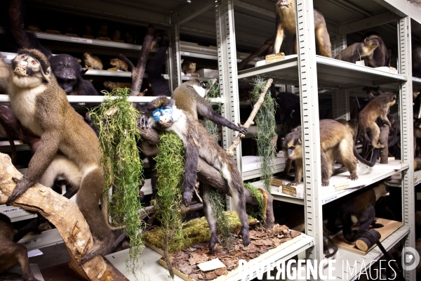 Ateiers de taxidermie du muséum d histoire naturelle à Paris