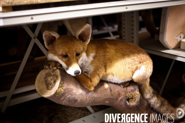 Ateiers de taxidermie du muséum d histoire naturelle à Paris