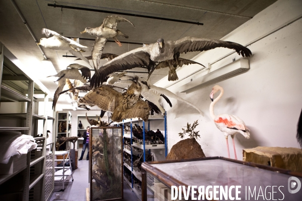 Ateiers de taxidermie du muséum d histoire naturelle à Paris