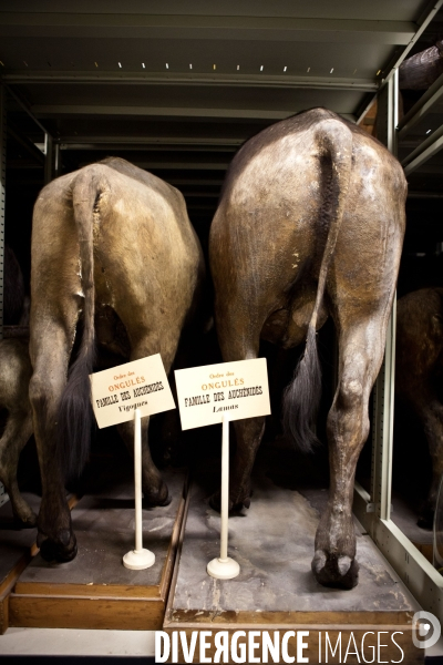 Ateiers de taxidermie du muséum d histoire naturelle à Paris