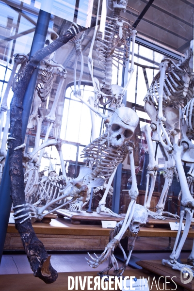 Ateiers de taxidermie du muséum d histoire naturelle à Paris