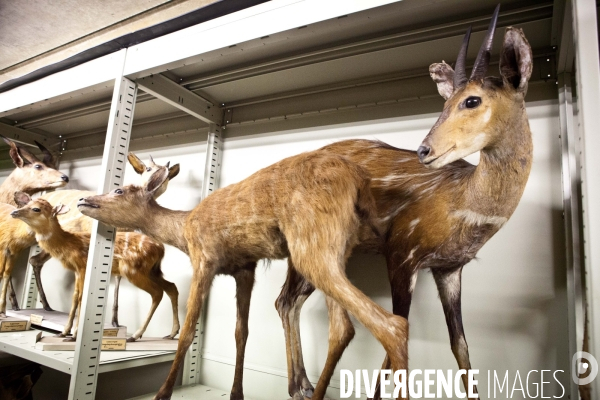 Ateiers de taxidermie du muséum d histoire naturelle à Paris