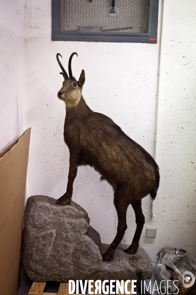 Ateiers de taxidermie du muséum d histoire naturelle à Paris