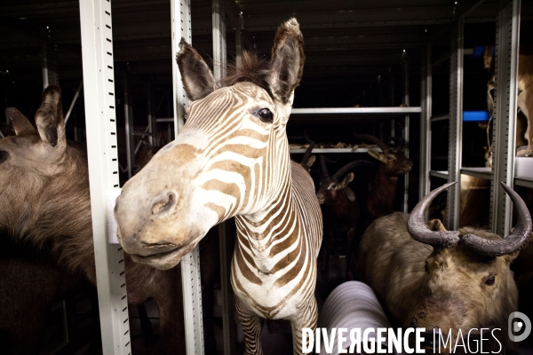 Ateiers de taxidermie du muséum d histoire naturelle à Paris