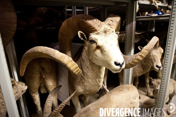 Ateiers de taxidermie du muséum d histoire naturelle à Paris