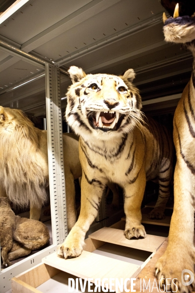 Ateiers de taxidermie du muséum d histoire naturelle à Paris