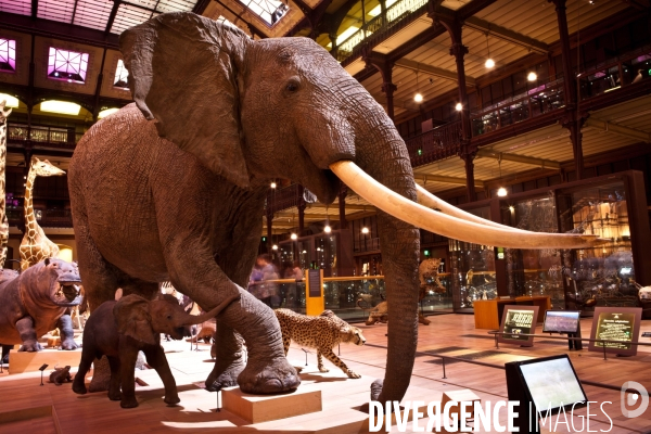 Ateiers de taxidermie du muséum d histoire naturelle à Paris