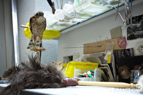 Ateiers de taxidermie du muséum d histoire naturelle à Paris